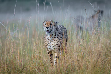 Cheetahs in closeup range, portrait from Masai Mara, Kenya