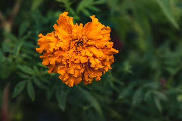 Yellow marigold flowers on a dark background. Orange flowers of marigolds (Lat. Tagеtes) in bloom. Marigold flowers bloom in the garden on a dark background.