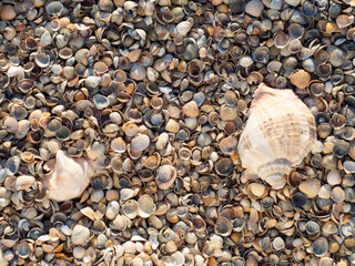 Small seashells on the beach. Background of the shell. Sea shells on sand can be use for background, template, greeting card and wallpaper. Seashells background - macro shot of beautiful seashells