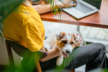 Dog sitting with woman working on digital tablet at home office. Dog and people concept.