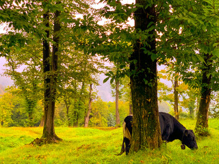 Swiss Cow with Bell in the Mountain Forest in Ticino, Switzerland.