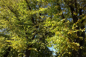 Close-up of birch branches with yellow foliage on a blue sky background. Autumn or fall abstract background. September 2021