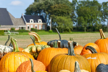 Gourds for sale at a farmers market in autumn. Various types, sizes and varieties of gourds.