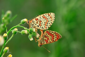 Butterfly on a flower mating