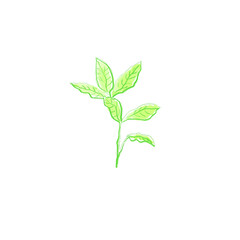 plant isolated on white. green sprig vector illustration hand drawn design. Flower pencil drawing. botanical vector illustration.
