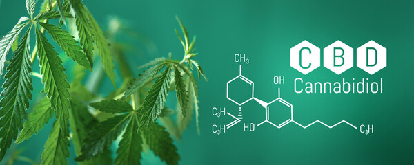 Cannabis CBD, Cannabidiol leaf with CBD title and formula - Legal cannabis - banner green background. Banner format with place for copy space