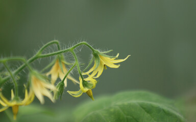 Blooming tomato plant.