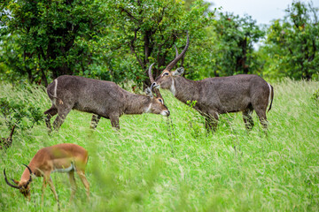 Naklejka na ściany i meble Waterbuck males play a game in Kruger NP, South Africa.