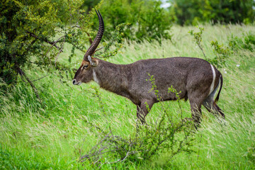 Naklejka na ściany i meble Waterbuck male in Kruger NP in South Africa.