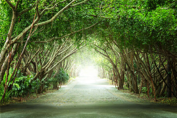 Tree tunnel on Road with Sun Light through from the End, The Brighter Future is Coming and Light at the End of the Tunnel Concept