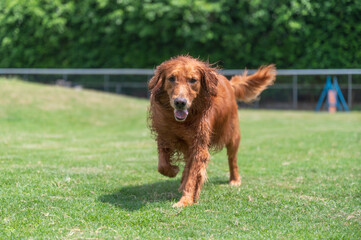Golden Retriever running on the grass