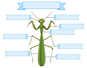 External Anatomy of a mantis worksheet - obrazy, fototapety, plakaty