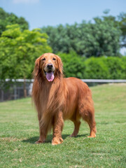 Golden Retriever standing on the grass, smiling happily