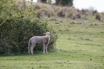 Obraz premium Pasture