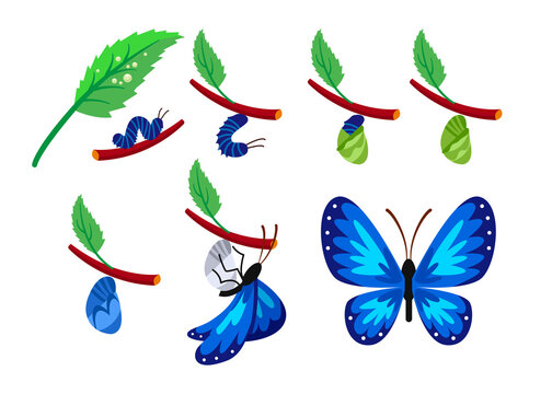 Life cycle of butterfly vector illustrations set. Development stages of insect with wings, branch with leaf, egg, larva or caterpillar, chrysalis isolated on white background. Nature, biology concept