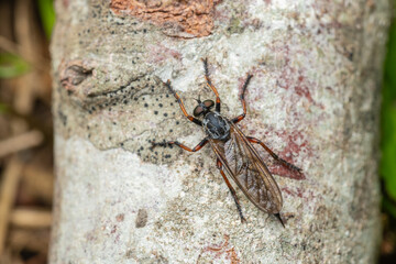 Neomochtherus is a genus of robber flies in the family Asilidae