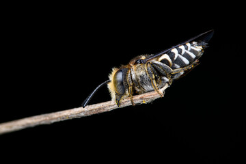 cuckoo bee Coelioxys sp. clinging to a branch. Sharp-tailed Bees, Sharp-abdomen Bees and Sharp-bellied Bees