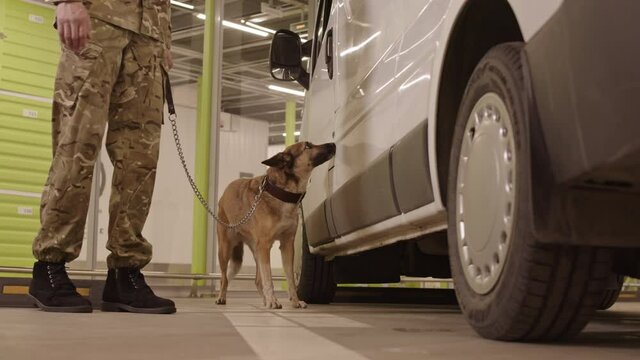Low angle of cropped security specialist wearing camo outfit and face mask, holding service dog on leash, animal sniffing vehicle