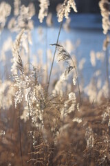 Fototapeta premium Sun and light capture of a stem in the winter wind