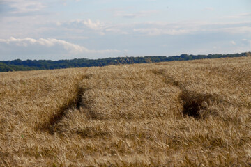 The field is sown with yellow wheat