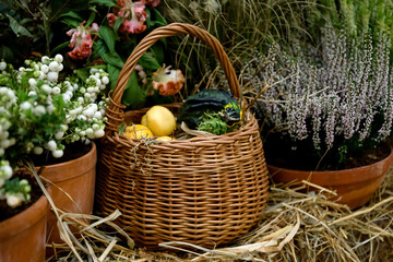 Fototapeta na wymiar Wicker basket full of harvested vegetables among potted blooming heather