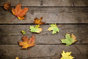 Naklejka na ściany i meble Colorful fallen maple leaves on wooden planks autumn background