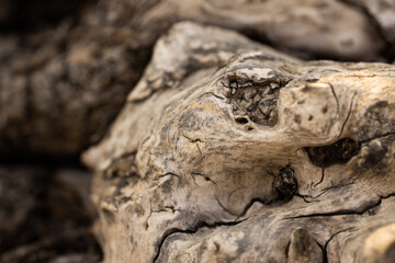 old timber texture close up