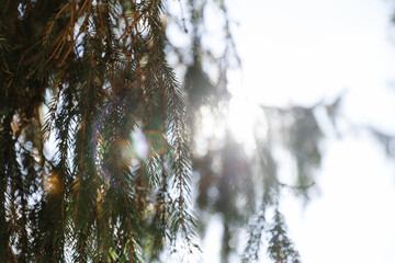 Spruce branches against the blue sky, the sun's glare makes its way through pine needles. Beautiful...