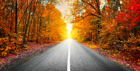 Asphalt road in autumn forest