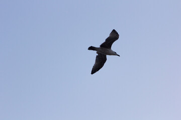 Seagull, seabird, flying and relaxed, soaring through the skies