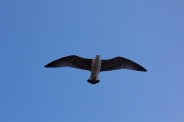 Seagull, seabird, flying and relaxed, soaring through the skies