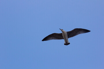 Seagull, seabird, flying and relaxed, soaring through the skies