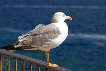 Seagull, seabird, flying and relaxed, soaring through the skies