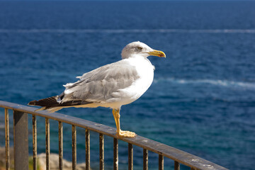 Seagull, seabird, flying and relaxed, soaring through the skies