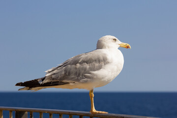 Seagull, seabird, flying and relaxed, soaring through the skies