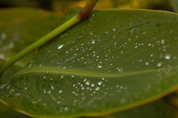 Fototapeta premium Green garden leaves with water droplets