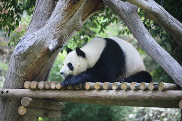 Fototapeta premium panda in a zoo