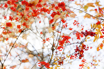 Berries of red mountain ash on a tree close-up. Autumn sunny day and blue sky.