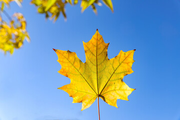 Lonely yellow orange maple leaf standing out, last leaf hope concept