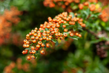Close-up of a branch of a pyracantha bush