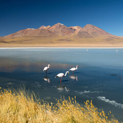 Laguna Canapa with flamingo, Bolivia - Altiplano. South America. - 460267812