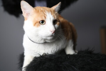 Ginger cat looking at the camera in studio with Gray background
