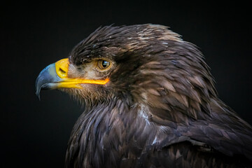 Adlerbussard Porträt
