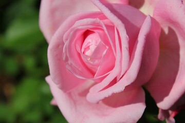 pink rose close up