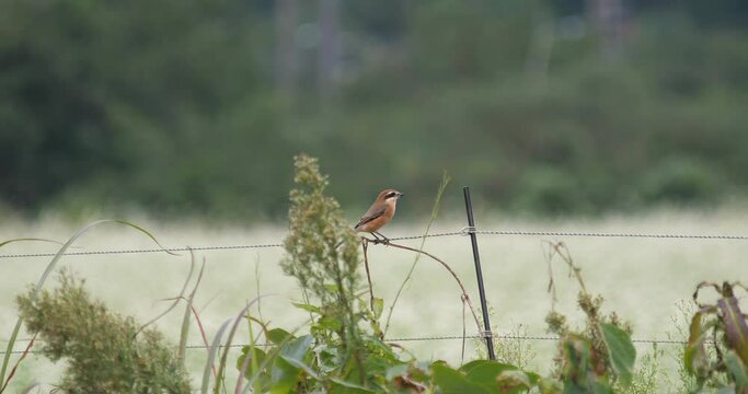 Male bird of bull-headed shrike (Lanius bucephalus)perching on the plant and pooping  near buckwheat field , bird faraging in nature