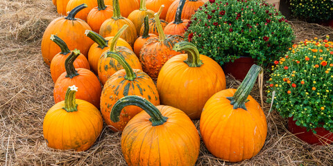 Orange pumpkins with long green tails on the hay among pots of autumn flowers, ready for sale for Halloween