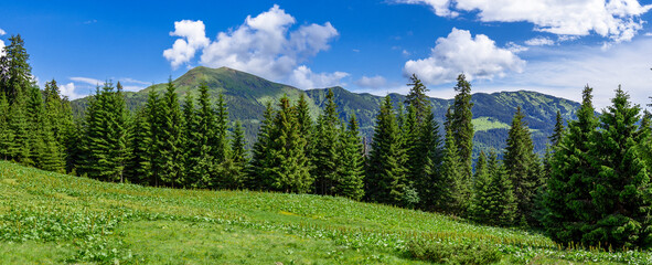 Panorama of the Carpathian Mountains in summer, Maramures region, Lysych mountain meadow, Ukraine. Panorama of the Carpathian mountains in summer with blue sky and white clouds.
