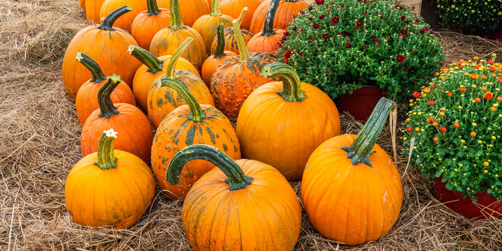 Orange pumpkins with long green tails on the hay among pots of autumn flowers, ready for sale for Halloween