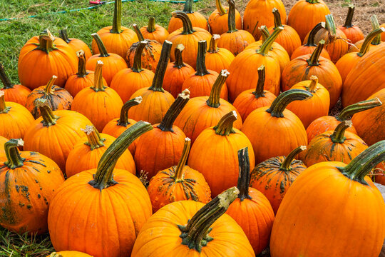 Heap of harvested orange pumpkins on the field in autumn before Halloween