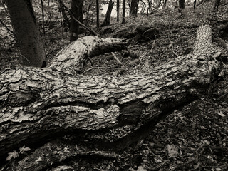Totholz in der Rhön (Milseburg)
